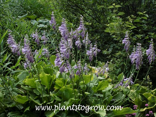 Hosta 'Hollys Velvet Pie Crust'
